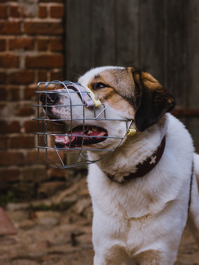 dortmund-maulkorb-hund-kauf-beratung-mittehunde-training-101