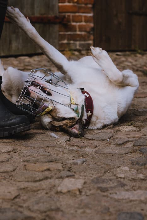 dortmund-maulkorb-hund-kauf-beratung-mittehunde-training-24