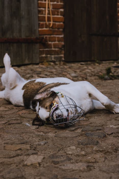 dortmund-maulkorb-hund-kauf-beratung-mittehunde-training-25