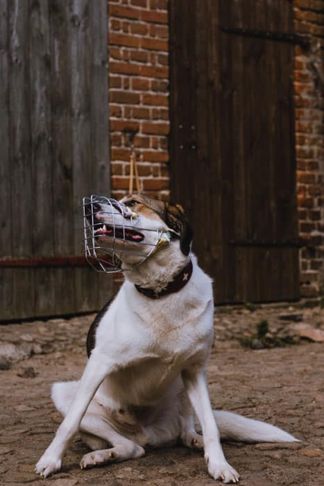 dortmund-maulkorb-hund-kauf-beratung-mittehunde-training-28