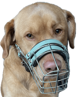 labrador-mischling-maulkorb-mittehunde-dortmund-blog