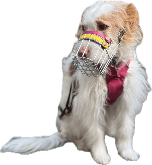 maulkorb-mittehunde-dortmund-mischling-blogbeitrag